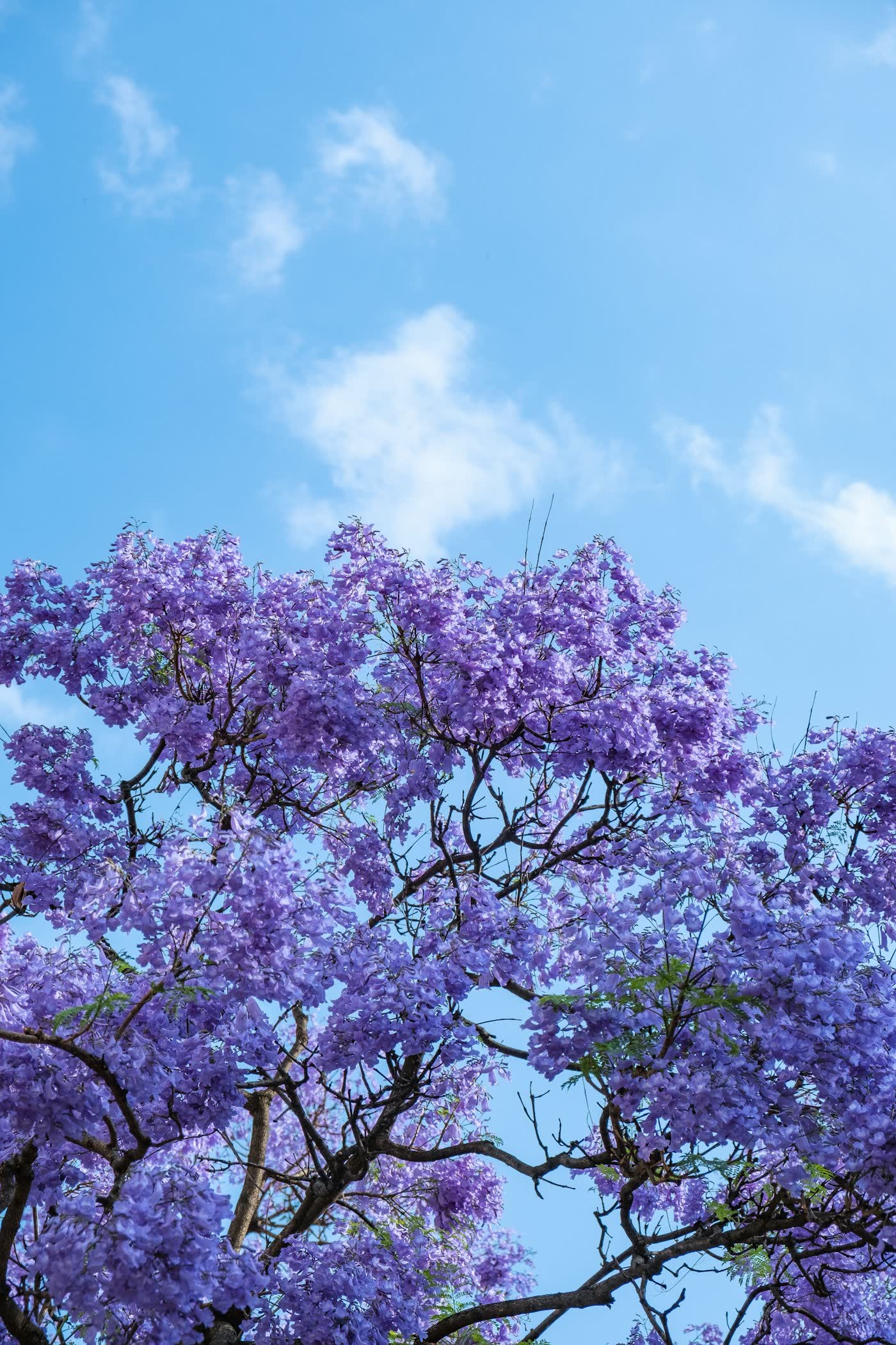 Vivid purple jacaranda blossoms against a clear Highveld sky