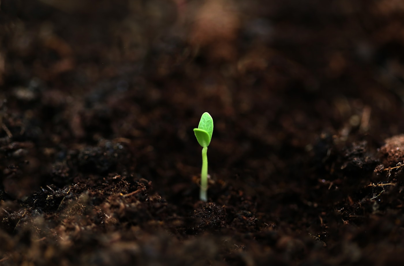 A small green seedling emerging from soil