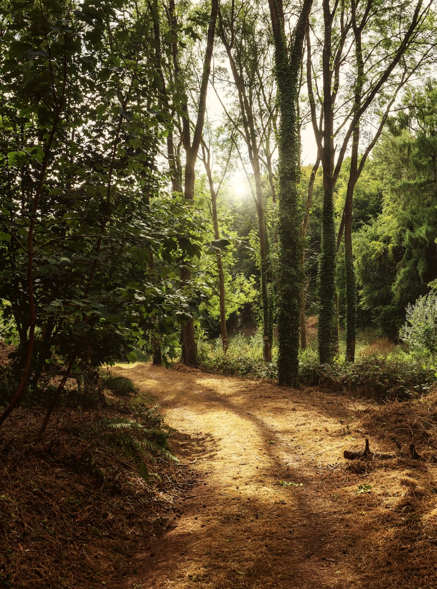 Warm sunlight breaking through trees onto a forest path